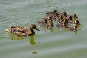 Duck with chicks swimming